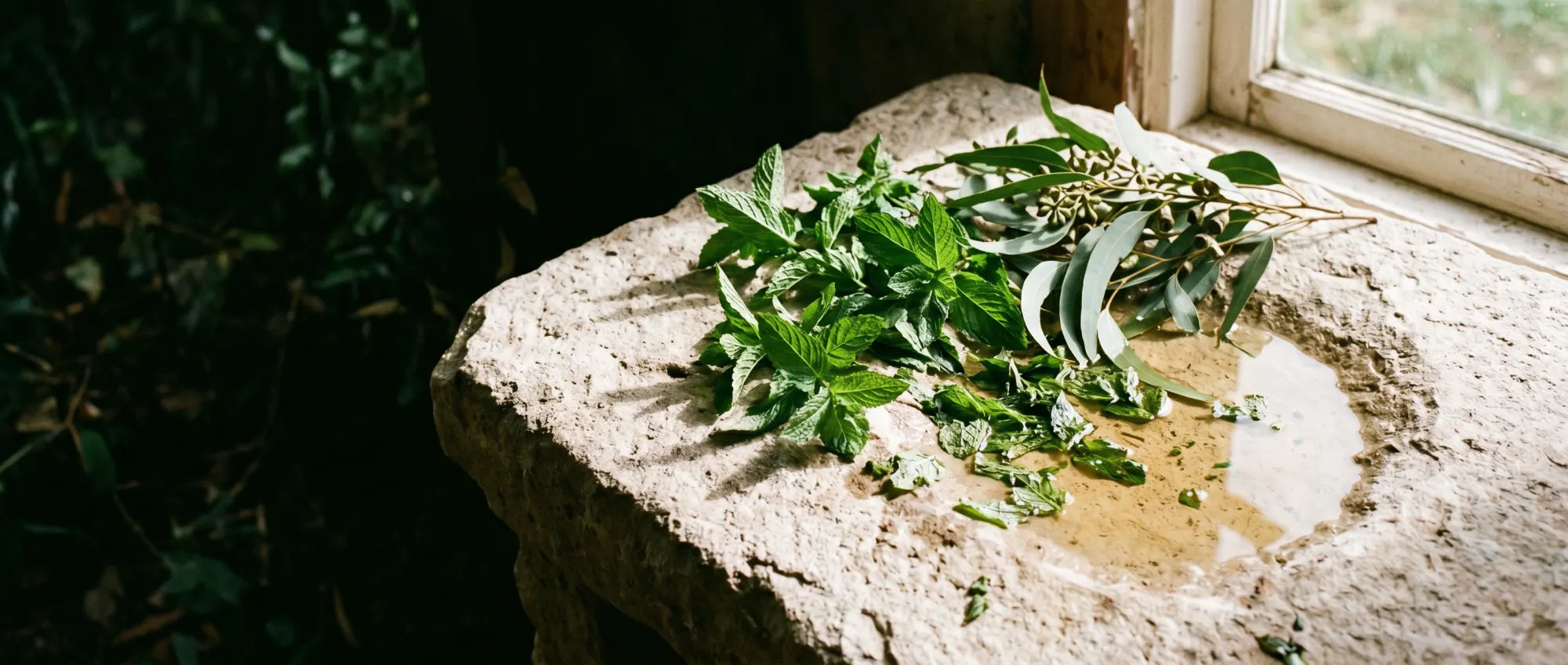 Peppermint and eucalyptus on tactile stone in natural light