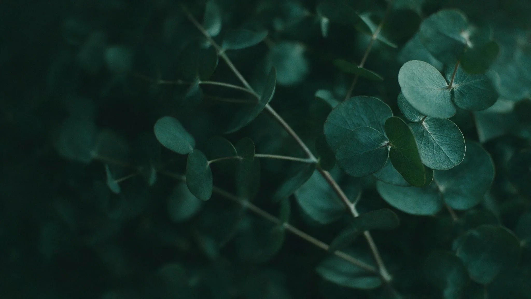 Dark macro of silvery eucalyptus foliage, blue-green editorial background