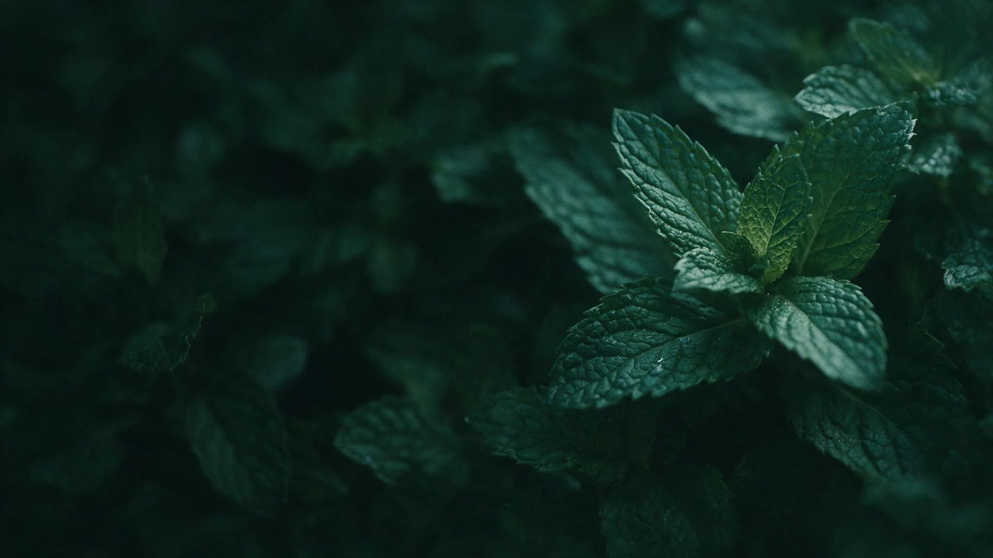 Dark macro of fresh peppermint leaves with dew, deep green editorial background
