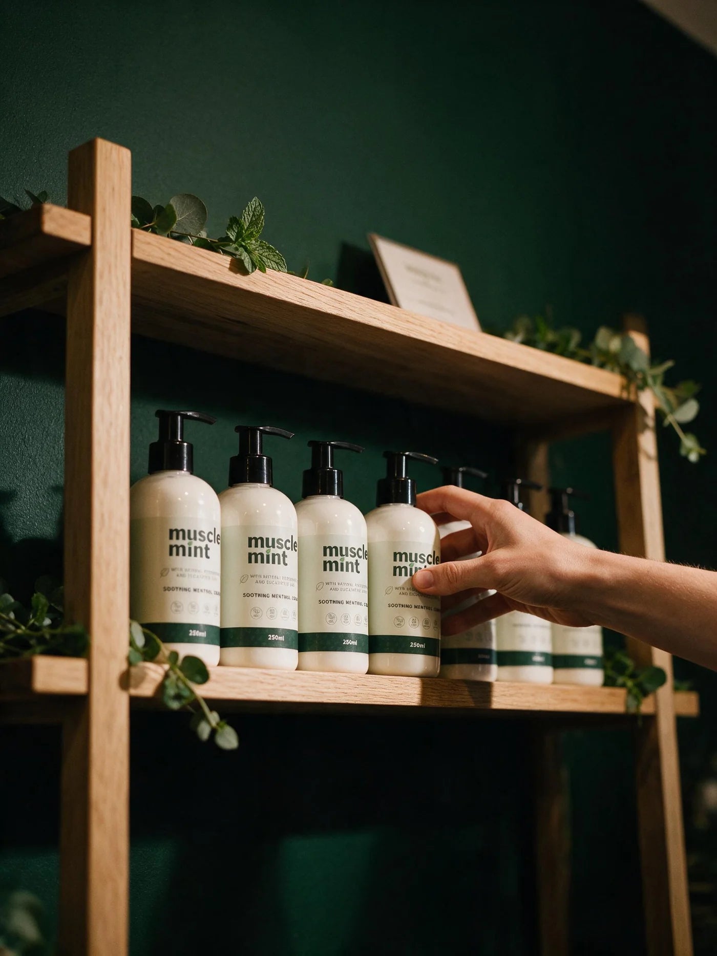 Muscle Mint bottles on a wooden shelf dressed with eucalyptus and peppermint as a customer lifts one